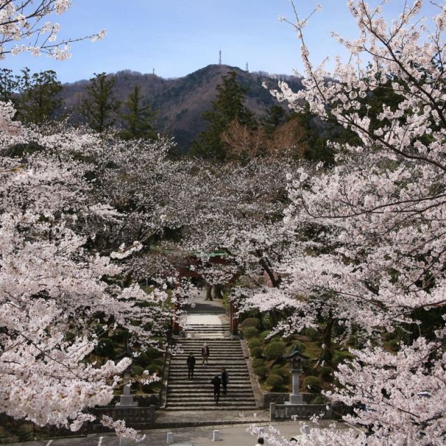 Appreciate the historical landmarks and cherry blossoms of Niigata! The ultimate early to mid-April travel itinerary