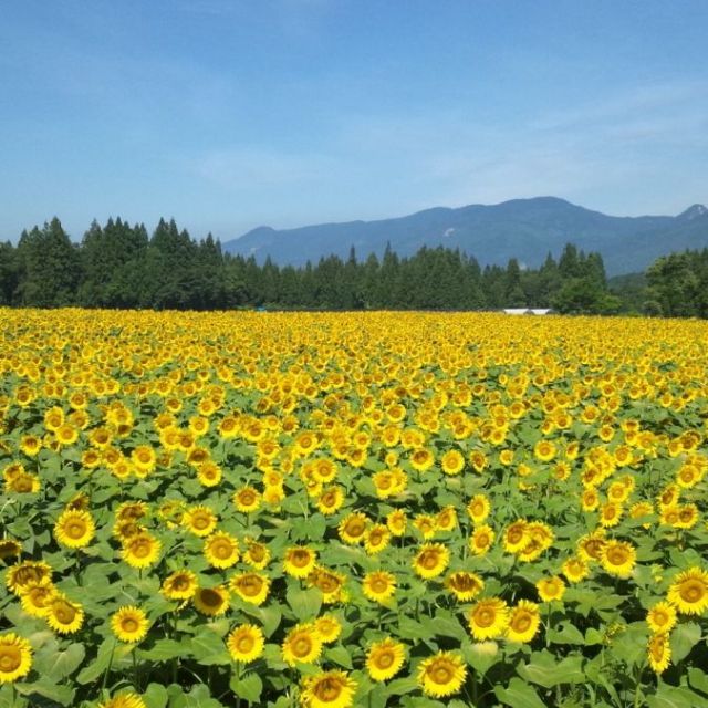 Tsunan Sunflower Field