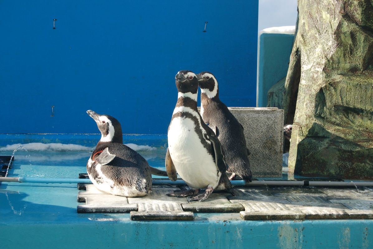 whoamigo bande de température d'aquarium - Rwanda