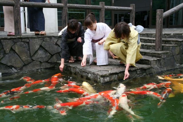 小千谷市錦鯉之里