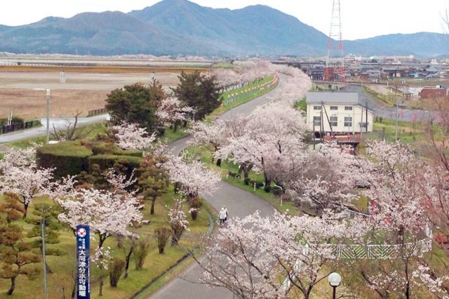 Okozu bunsui Sakura Park