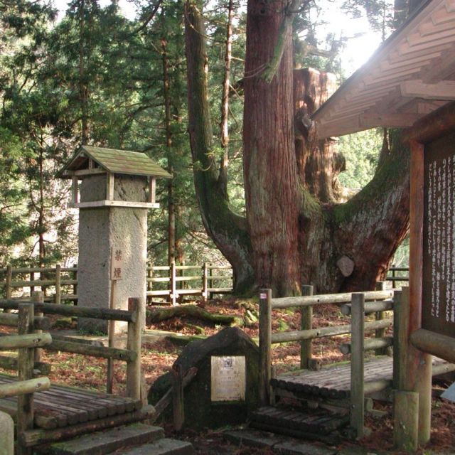 Syogunsugi