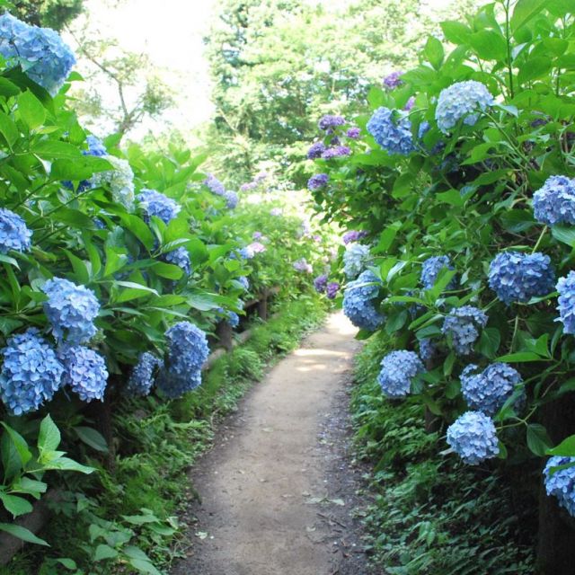 Gomado-yama Hydrangea Garden