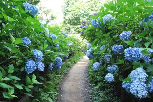 護摩堂山繡球花園