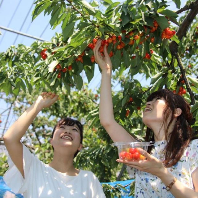 Amano Cherry Farm