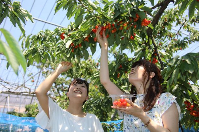 天野櫻桃園