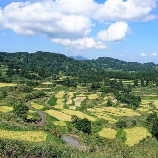 Rice Terrace Trekking