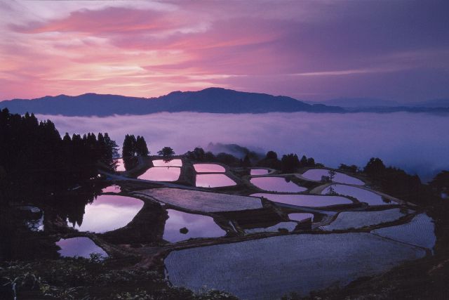 Yamakoshi Rice Terraces 