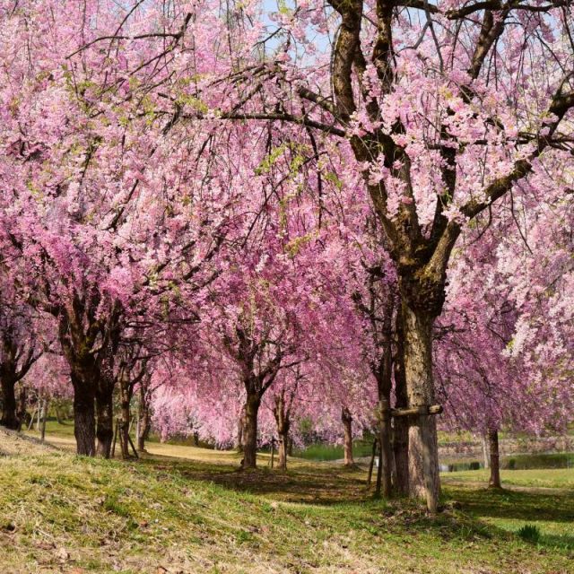 Take part in exciting activities and see the cherry blossoms! Explore Niigata from mid- to late April with family or friends