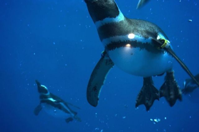 上越市立水族博物館UMIGATARI(海語)