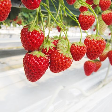 Saito Strawberry Farm