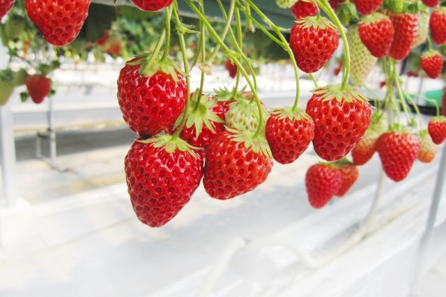 Saito Strawberry Farm