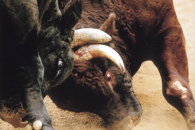 Bull fighting