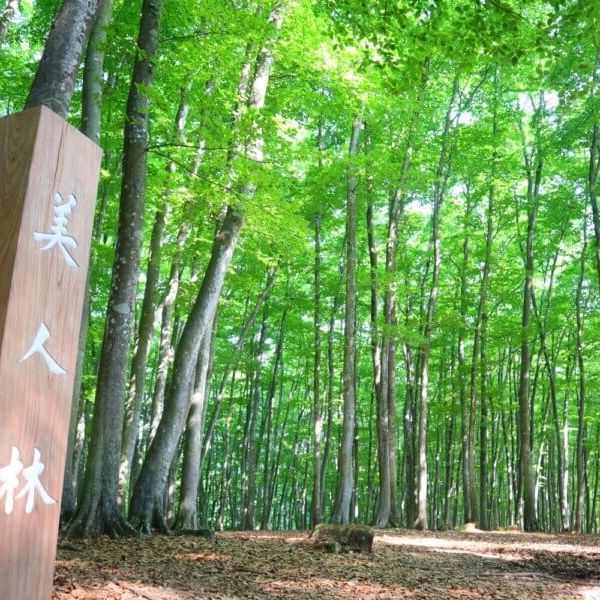 Bijinbayashi Forest