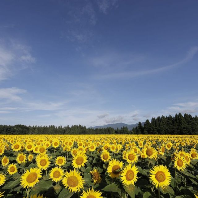 Tsunan Sunflower Field