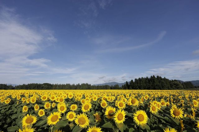 Tsunan Sunflower Field