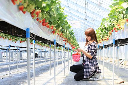 Yuzawa Strawberry Village