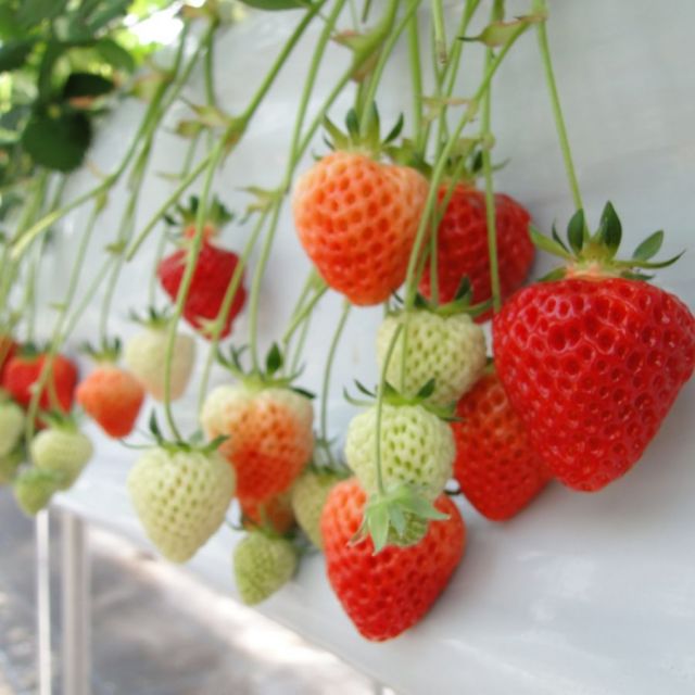 Izumozaki Strawberry Field