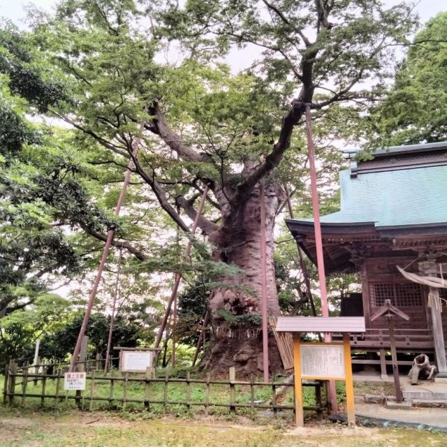 Keyaki of Otakamori