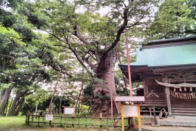 Keyaki of Otakamori