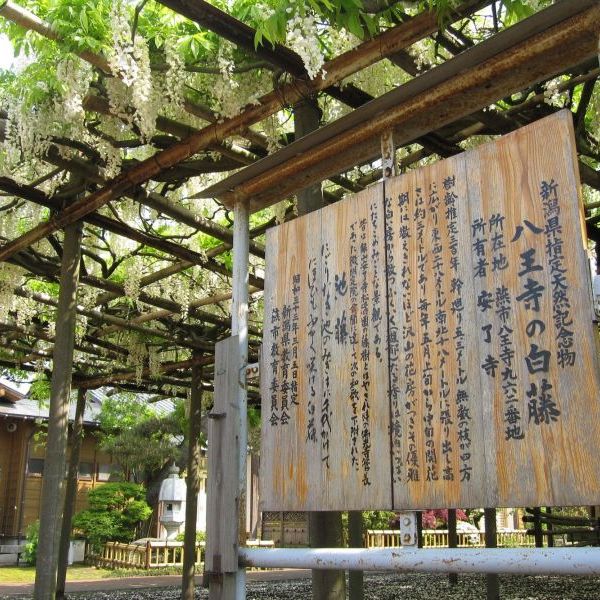 The Great White Wisteria of Hachioji