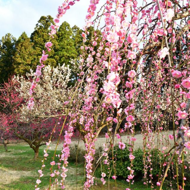 Tagami Plum Park