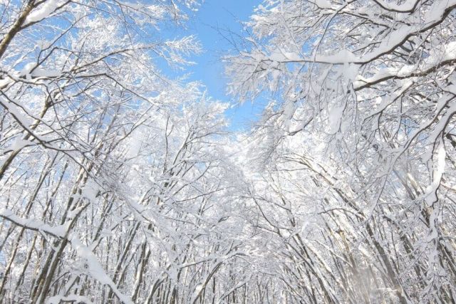 Bijinbayashi Forest