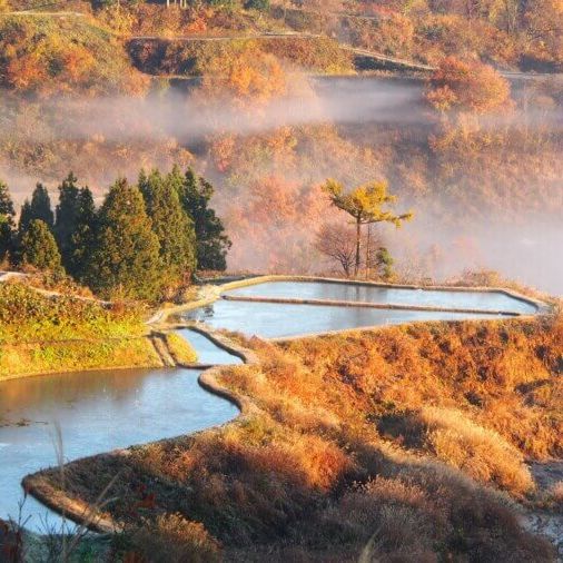 Hoshitoge Rice Terraces