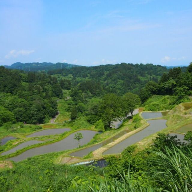 Kamo Rice Terraces