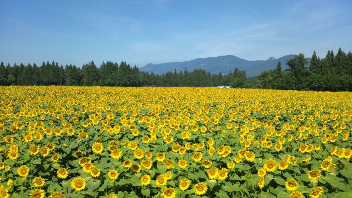Tsunan Sunflower Field｜What to See & Do｜Enjoy Niigata