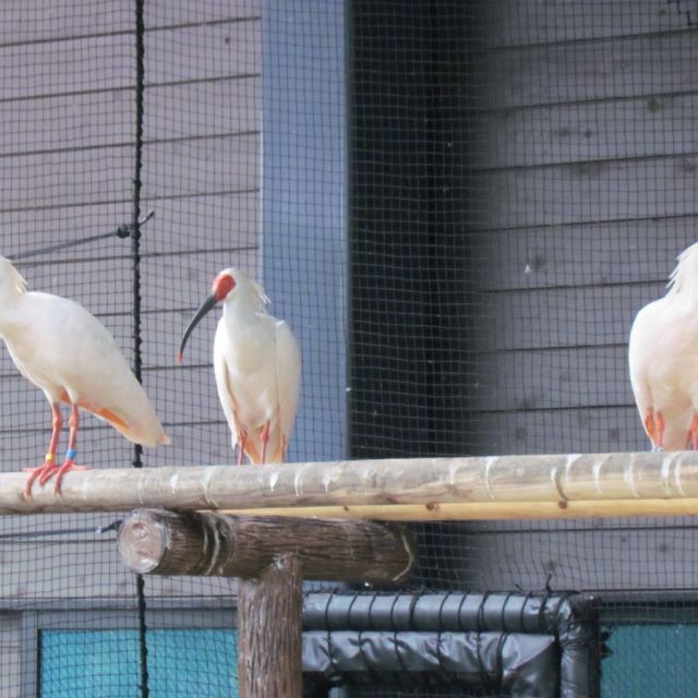 Nagaoka Toki to Shizen no Gakushukan