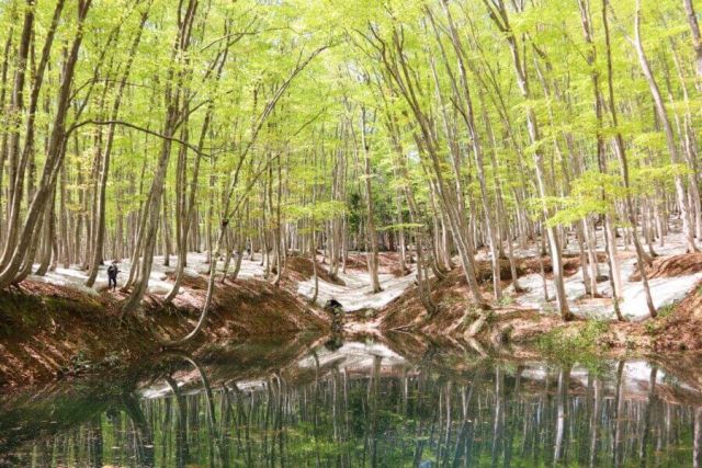 비진바야시(미인림)