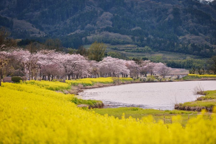 上堰潟公園 精彩景點 活動 暢享新潟