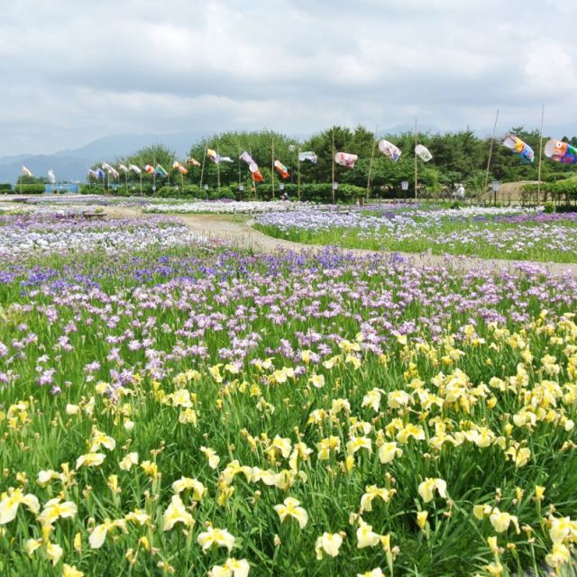 Lake Hyoko Iris Garden