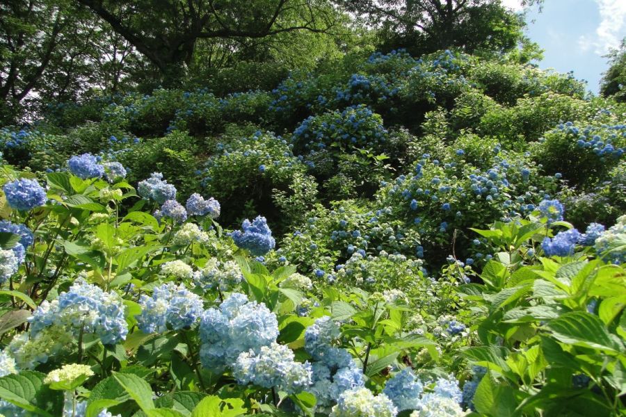 Gomado Yama Hydrangea Garden What To See Do Enjoy Niigata