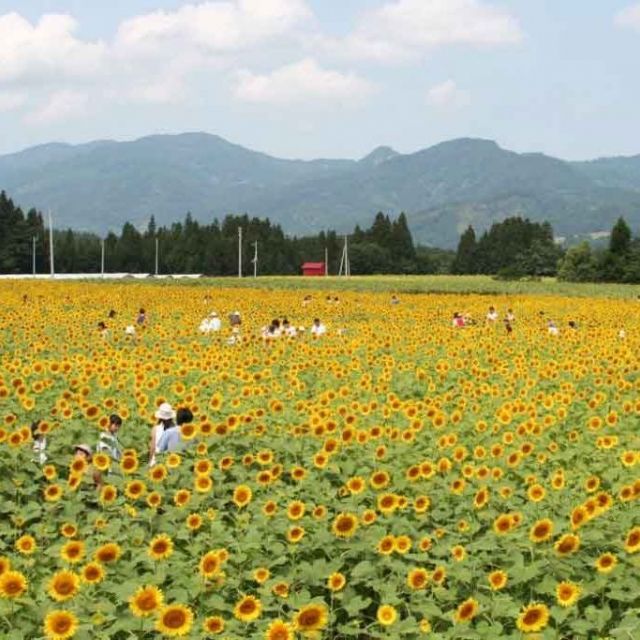 Tsunan Sunflower Field