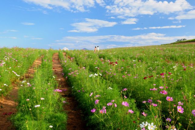 Uwappara Cosmos Park