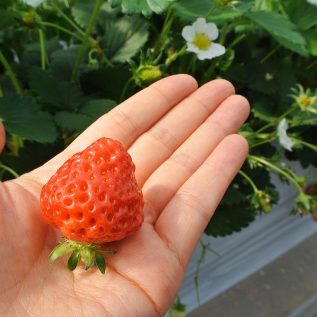 Arakawa Strawberry Farm