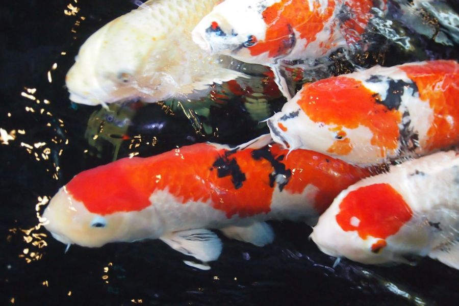 Ojiya Nishikigoi No Sato What To See Do Enjoy Niigata