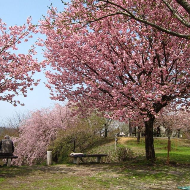 Ominesan Sakura Park