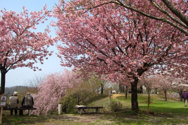 Ominesan Sakura Park