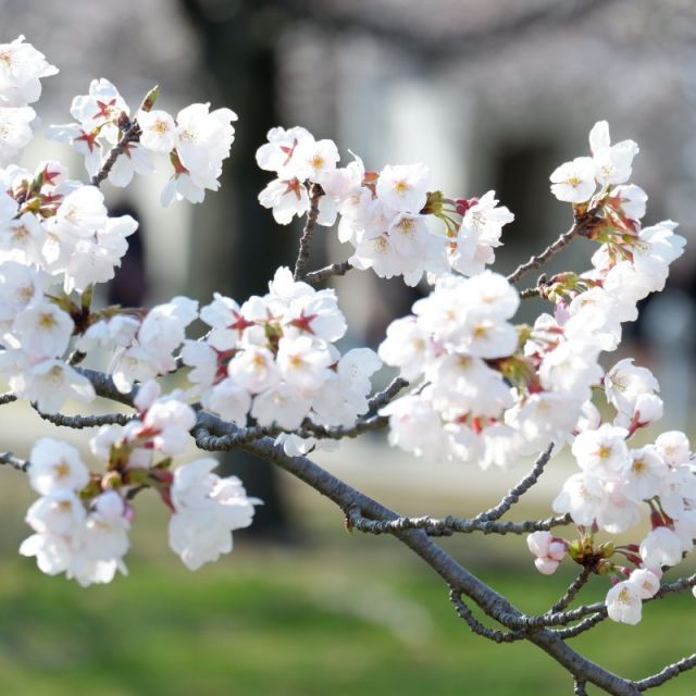 Hakusan Park
