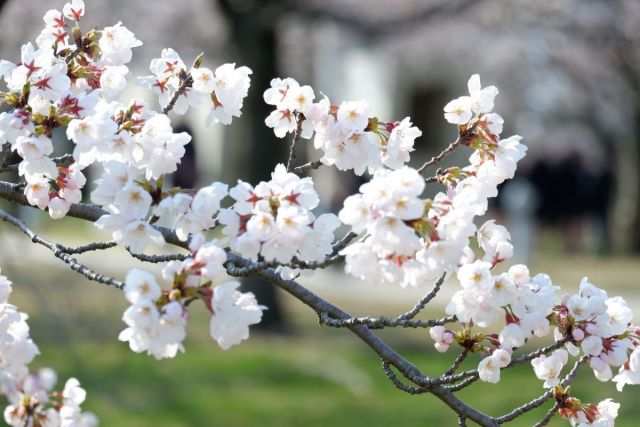 Hakusan Park