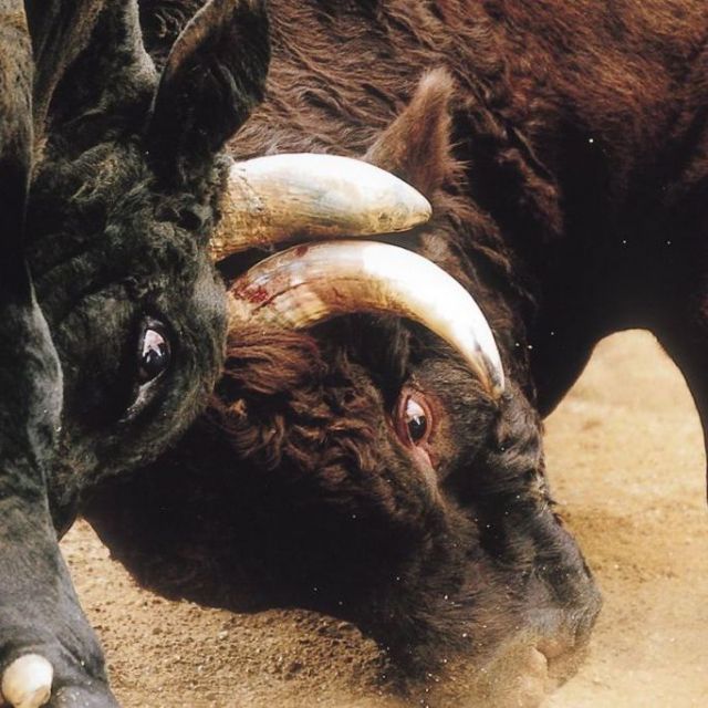 Bull Fighting (Ojiya, Yamakoshi)