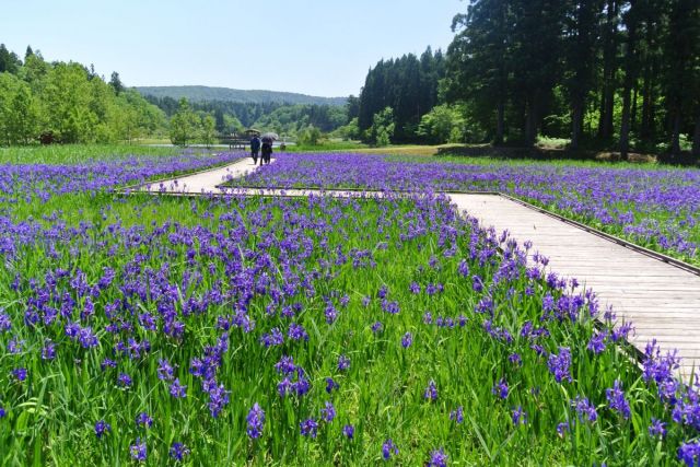 Kashiwazaki Yumenomori Park