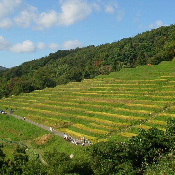 Ogura Senmaida