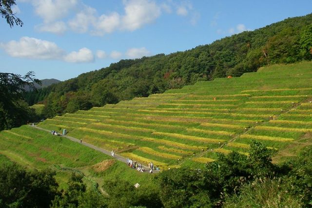 Ogura Senmaida