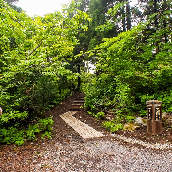 Osadoishina Natural Cedar Walking Path