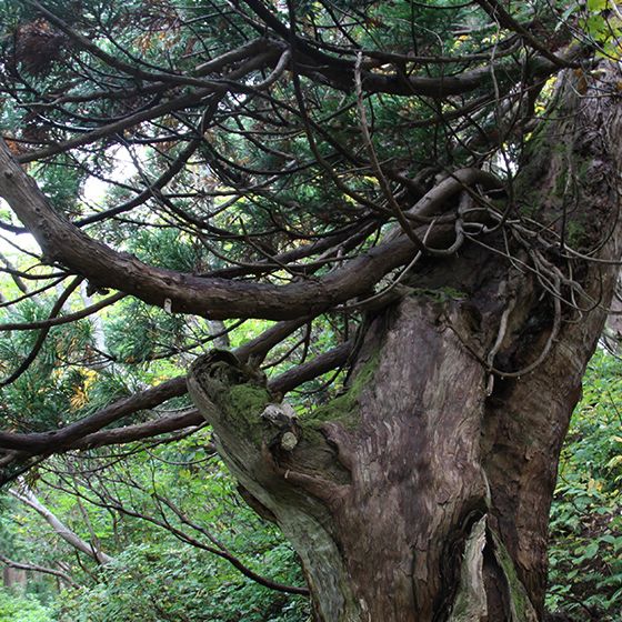 Osadoishina Natural Cedar Walking Path