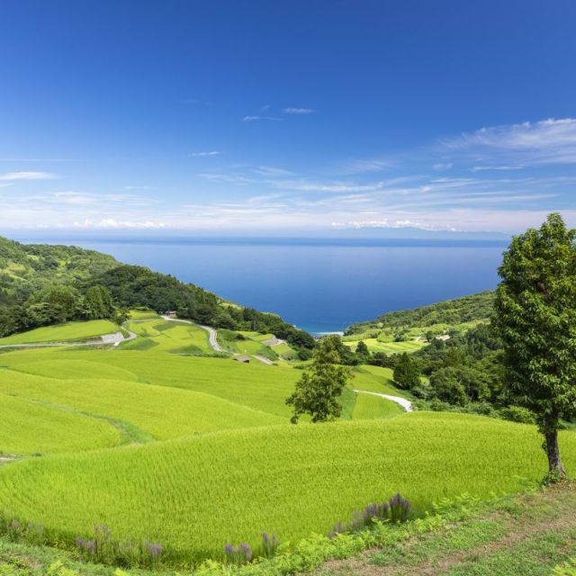 Iwakubi Shoryu Tanada